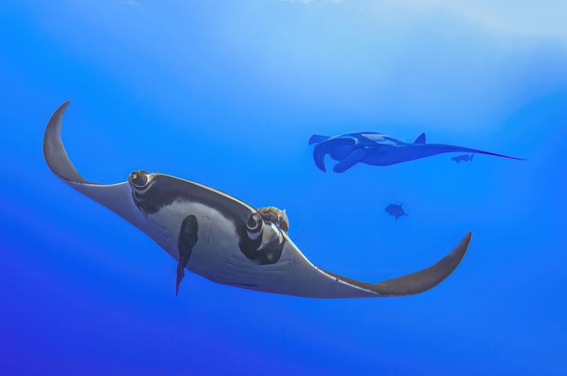 mexico, socorro, манта, мексика, остров сокорро Мантыphoto preview