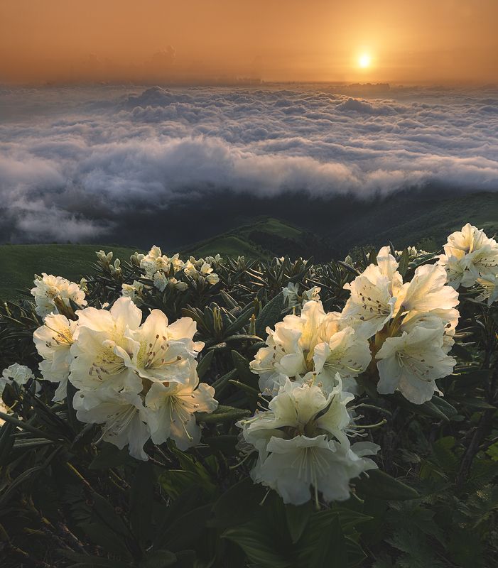 тхач, рассвет, рододендроны, пейзаж, цветы, горы, облака photo preview