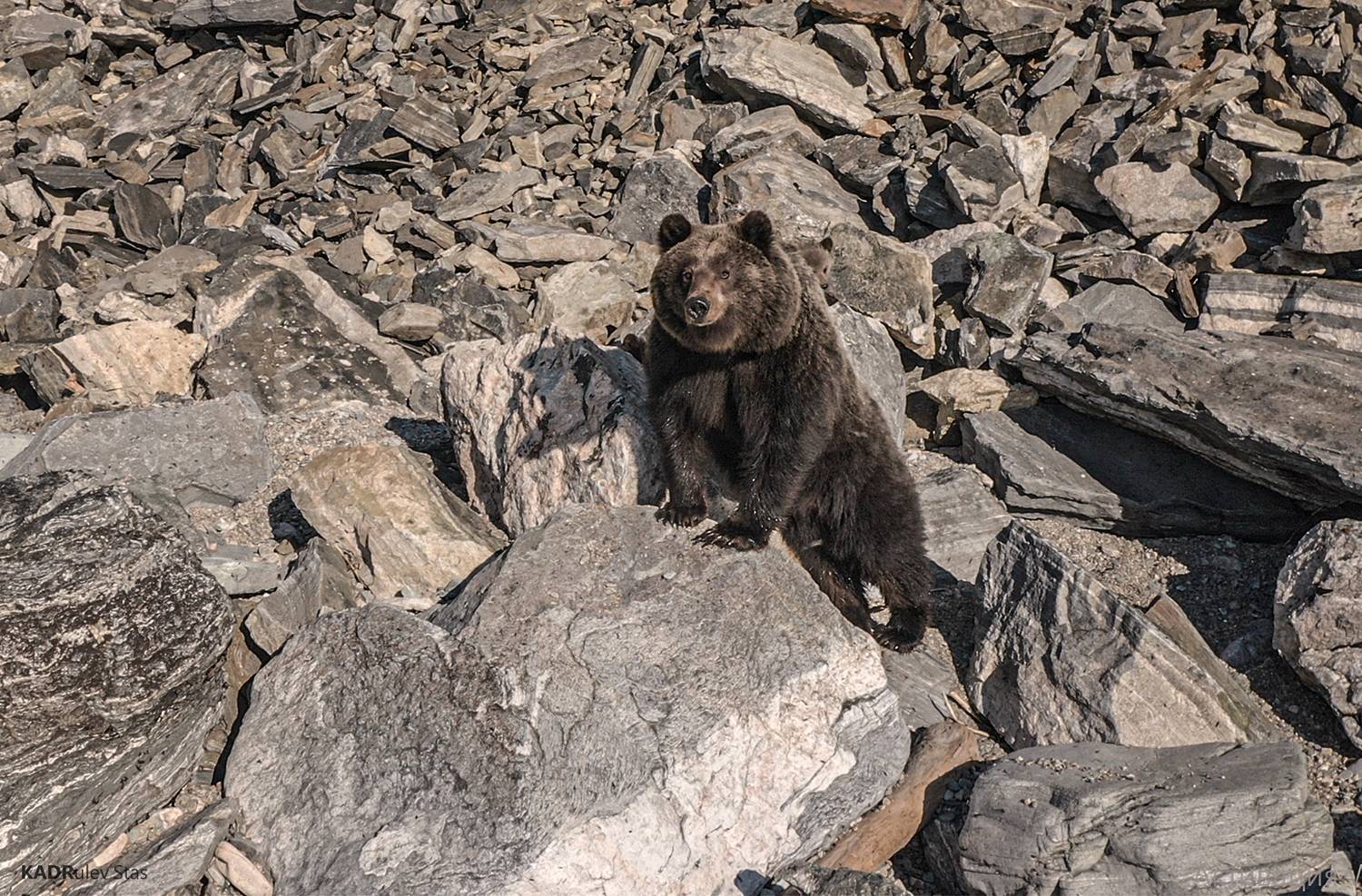 Байкала, Стас Кадрулёв