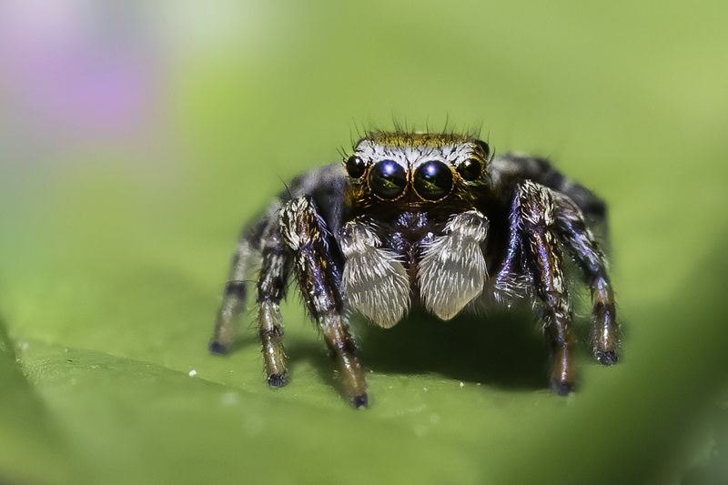 паук, лист Паук скакунчикphoto preview