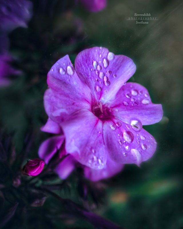 макро,  макро на телефон, macro, macro lens, капли, дождь, цветы. цветы Капли и цветыphoto preview