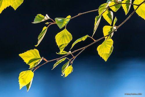 Майские этюды