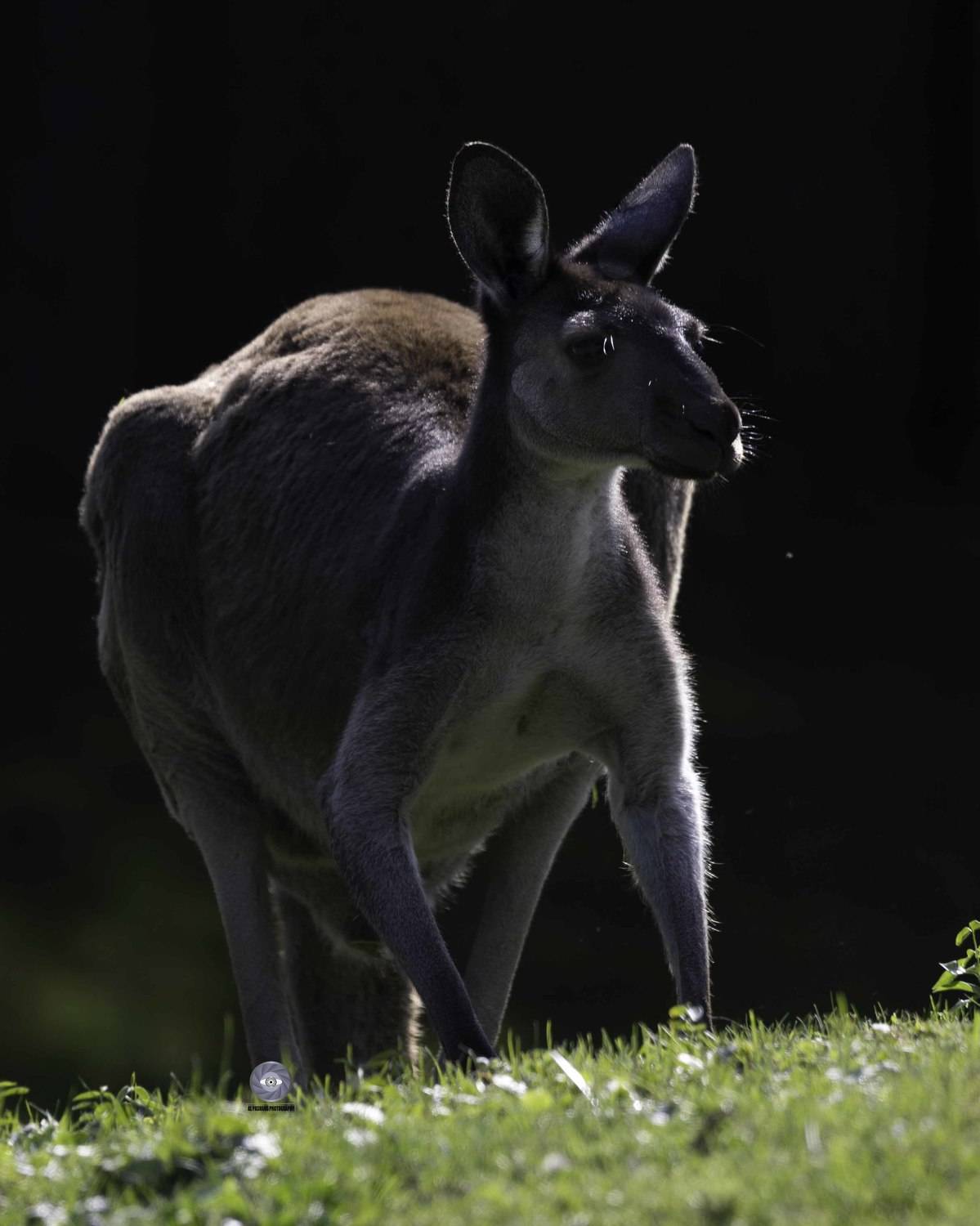 Western grey kangaroo. Автор: Ali Pashang kangaroo, Ali Pashang