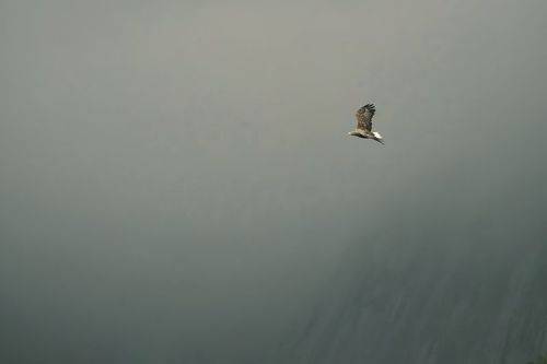 Haliaeetus albicilla