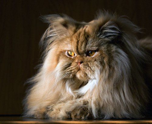 Рыжий взгляд