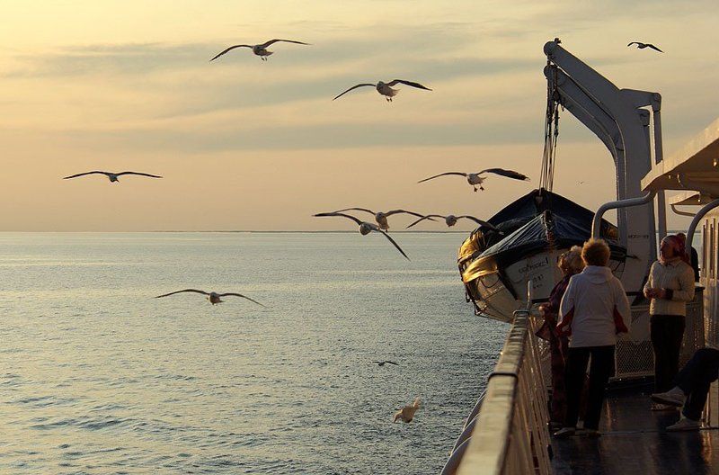 чайки,тепоход Речная свитаphoto preview