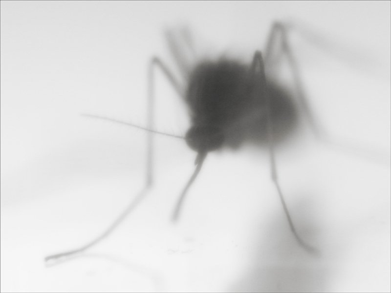 Culex pipiensphoto preview