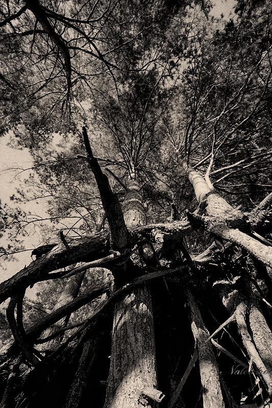 Энты... в путь...photo preview