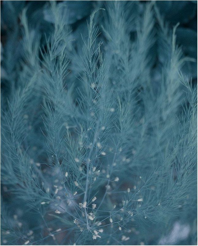 Тонкостиphoto preview