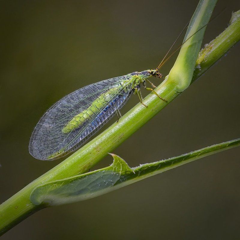 златоглазка НЕобыкновенная...photo preview