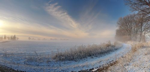 Frozen Morning