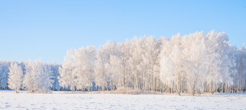 Белоснежки