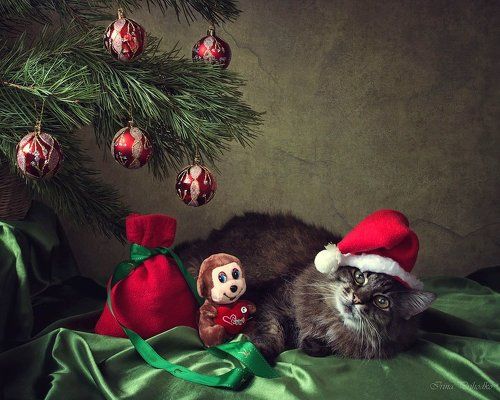 Санта Мяус