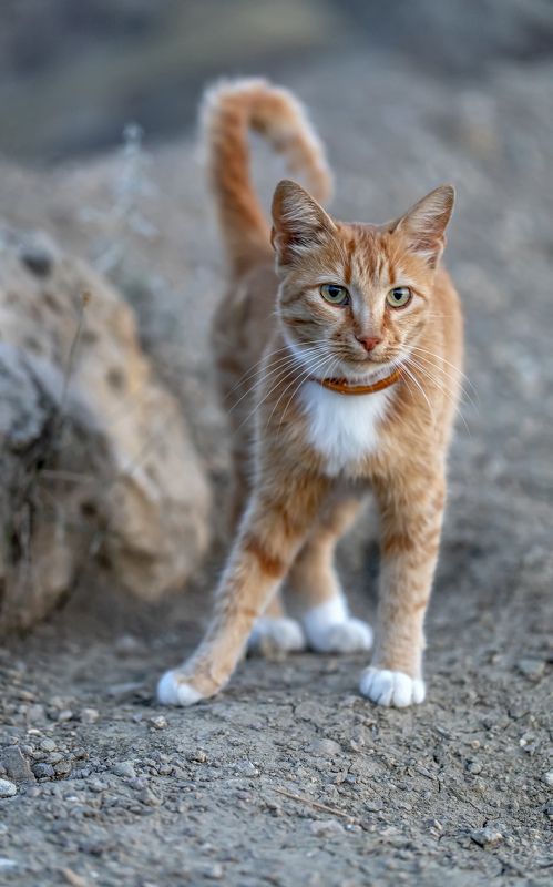 кот, рыжий Рыжик...photo preview