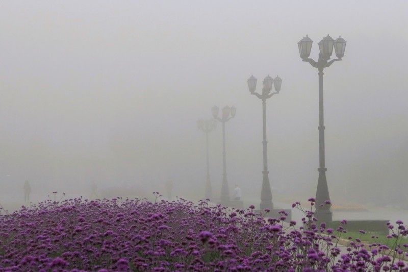 Фиолетовый цветникphoto preview