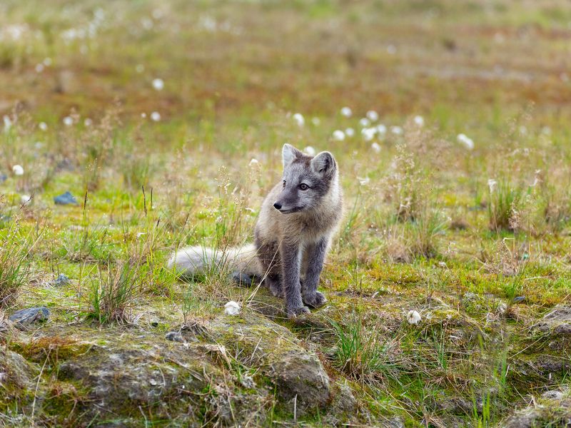 ямал, песец, лето, пушица, зверёк Песец какой-то!photo preview