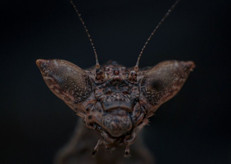 macro, insect, mantis, mantids Demon Boxer Mantisphoto preview