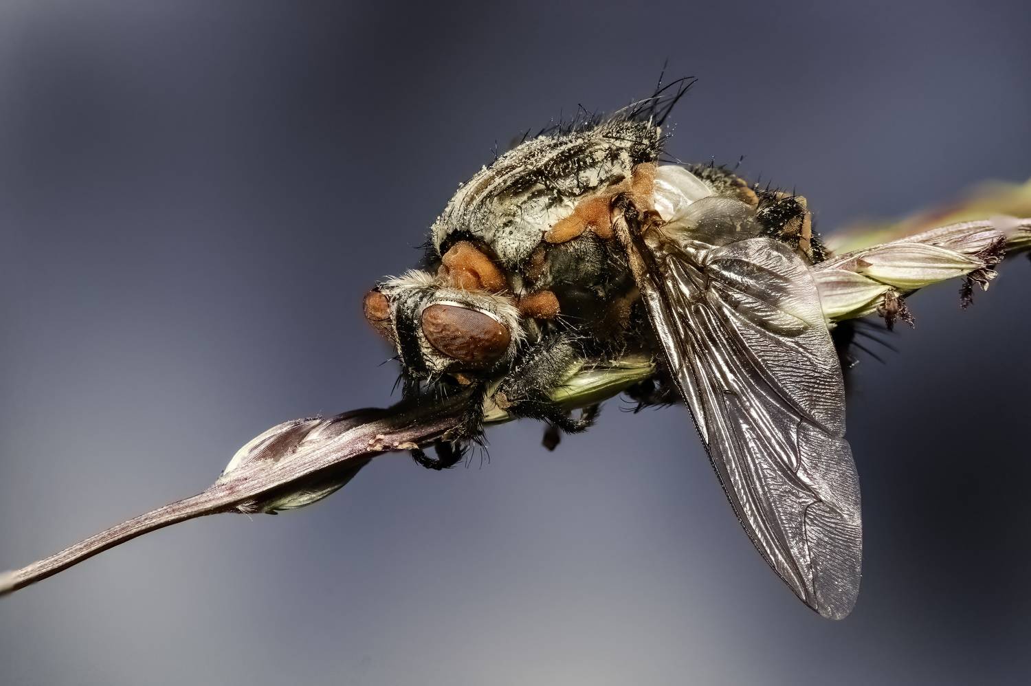 A zombie fly. Автор: Stephane макрофото, макрофотографии, фотомакро, насекомые, макромир, макрофотограф, макроаддикт, макро_мир, naturelovers, naturelover, naturephotography, macrolove, macro_love, biodiversity, macrophotography, macro, macronature, entomology, arthropods, arthropod, , Stephane