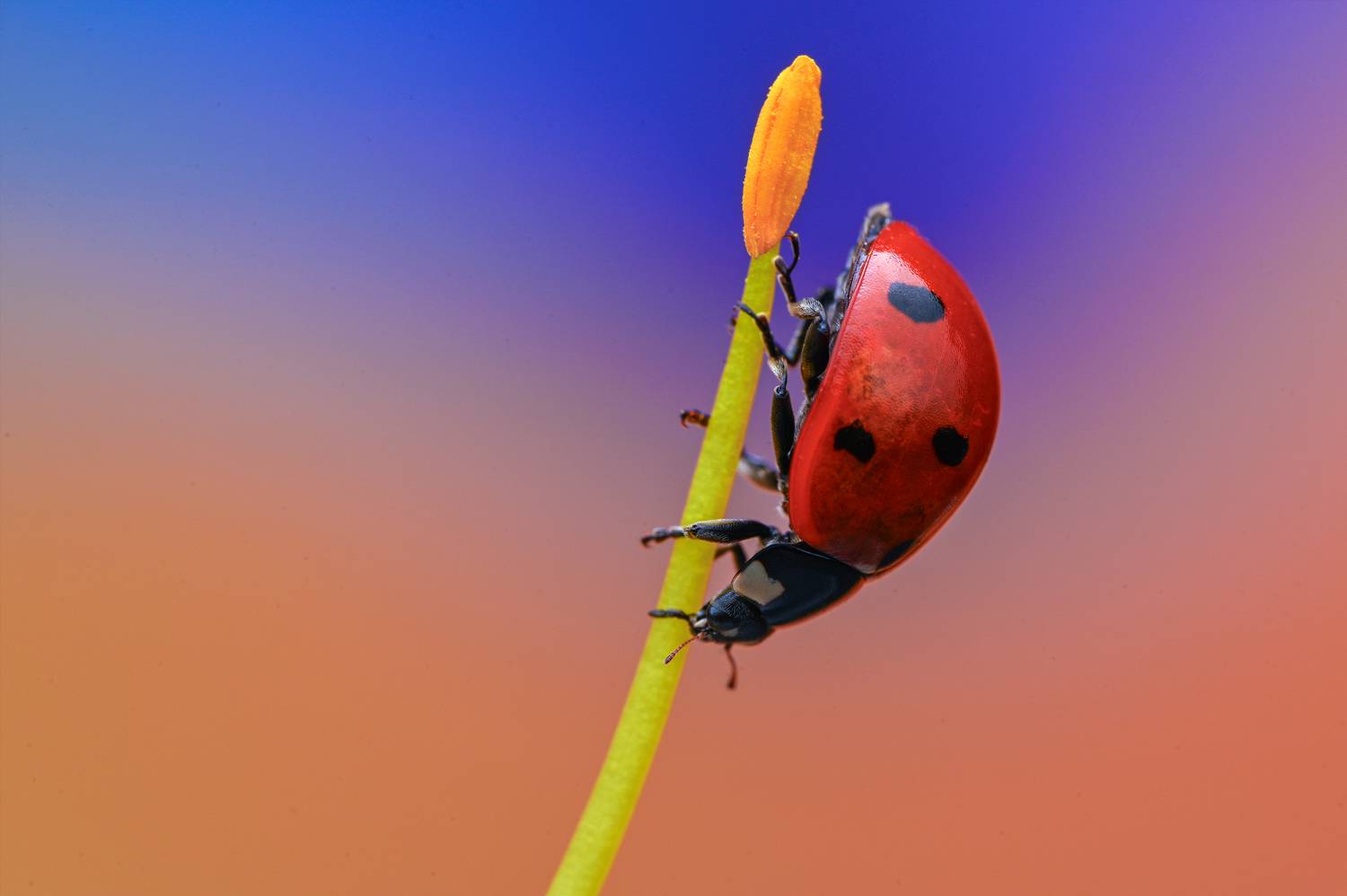 Автор: Цветан Ганев ceclii, macro, Цветан Ганев