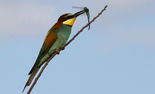 Золотистая щурка (лат. Merops apiaster)