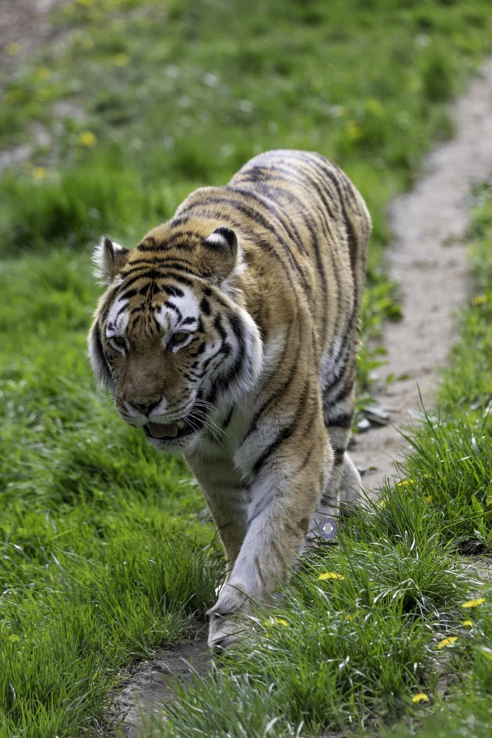 Amur tiger. Автор: Ali Pashang , Ali Pashang