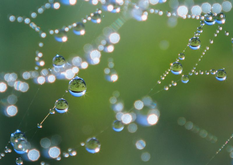 капли, роса, макро, утро, паутина Примерю паучковы бусы!photo preview
