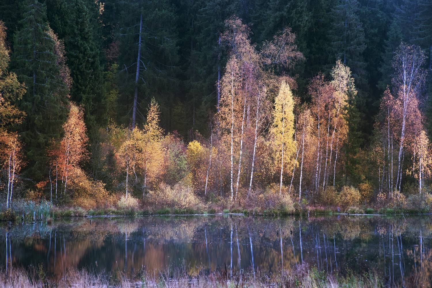 Стали дни холоднее. Автор: Petrova Anastasia осень, лес, озеро, подмосковье, Petrova Anastasia