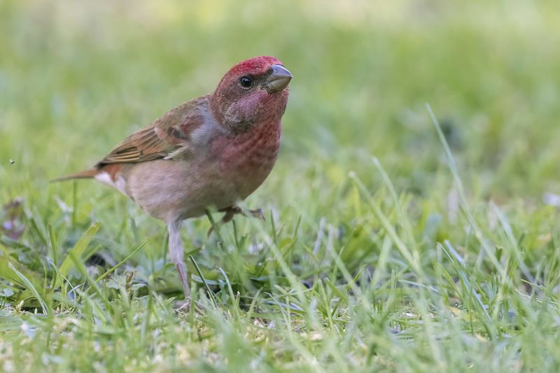 Птицы, Подмосковье Иду на Выphoto preview