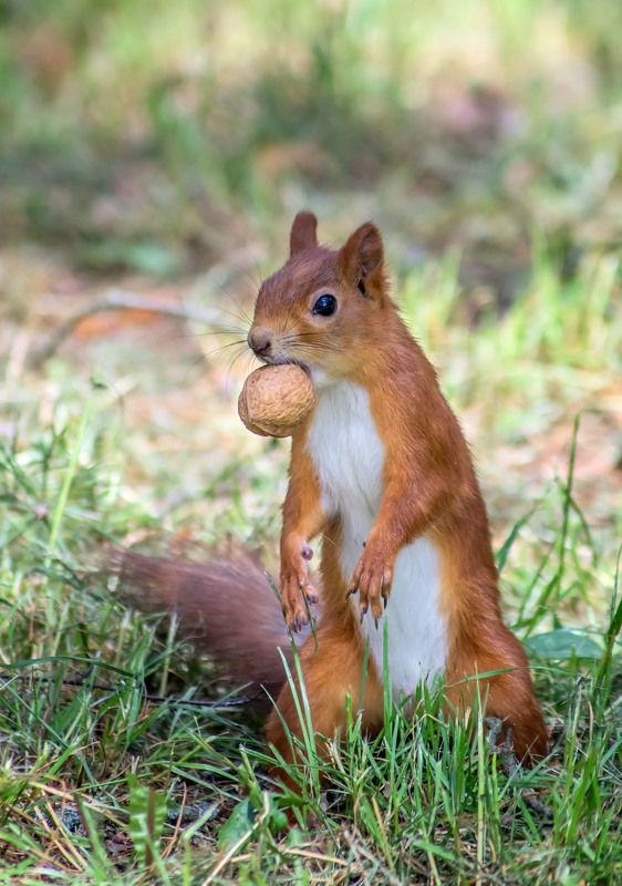 Белка и орехphoto preview