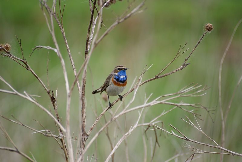 варакушка, птицы, фотоохота, природа, birds, nature, birdwatching Варакушкаphoto preview