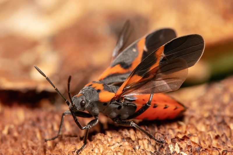 A little wing cleaningphoto preview