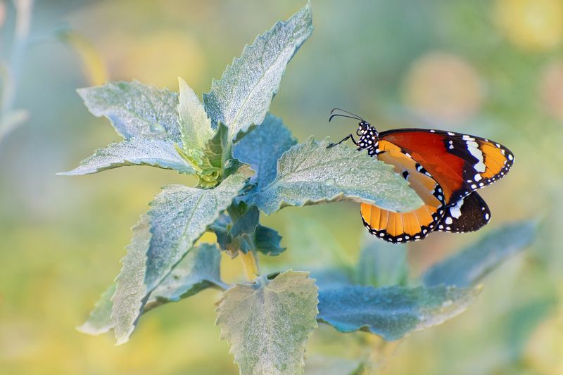 *Отголоски уходящего лета...photo preview