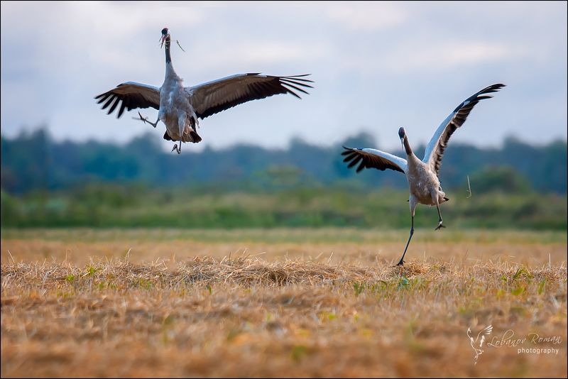 Лезгинкаphoto preview