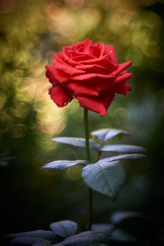 Алый отблеск остывающего лета...photo preview