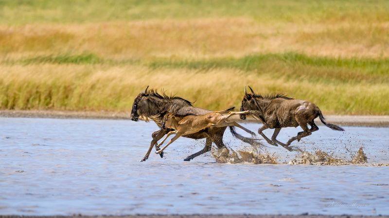 Водная преградаphoto preview