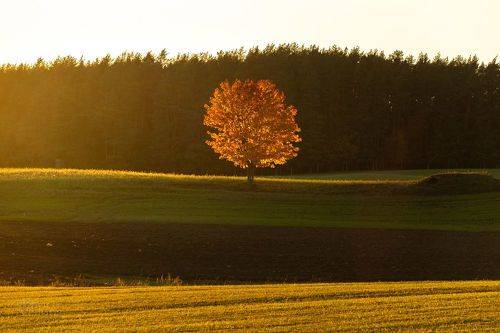 Autumnal Light