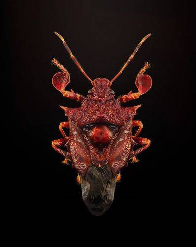 Cazira horvathi