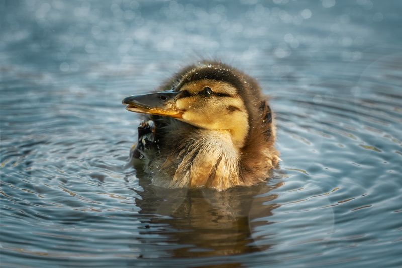 Мечтательphoto preview