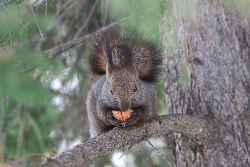 squirrel, volgograd, russia,  #photo preview