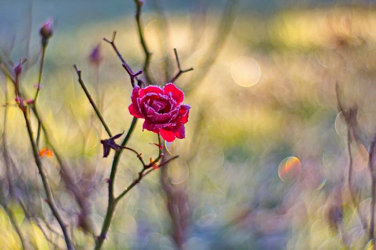 Petzval, Боке, Ветви, Иней, Природа, Роза, Цветок, Елена Соловьёва