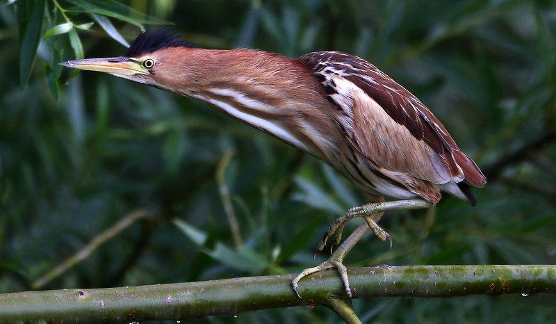 #bird, #fauna, #little bittern, #nature, #wildlife, #малая выпь, #природа, #птицы, #фауна Малая выпь (молодая особь)photo preview