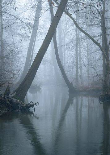 Fog