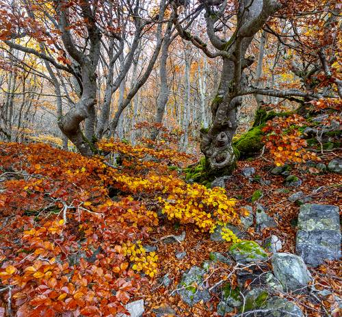 Ancient autumn