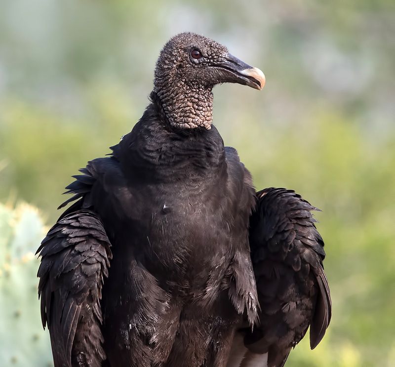 black vulture, американская чёрная катарта,гриф, texas,  гриф, хищные птицы, raptor, vulture Black Vulture - Американская чёрная катартаphoto preview
