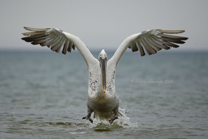 кудрявый пеликан, птицы Пеликаний попрыгунphoto preview