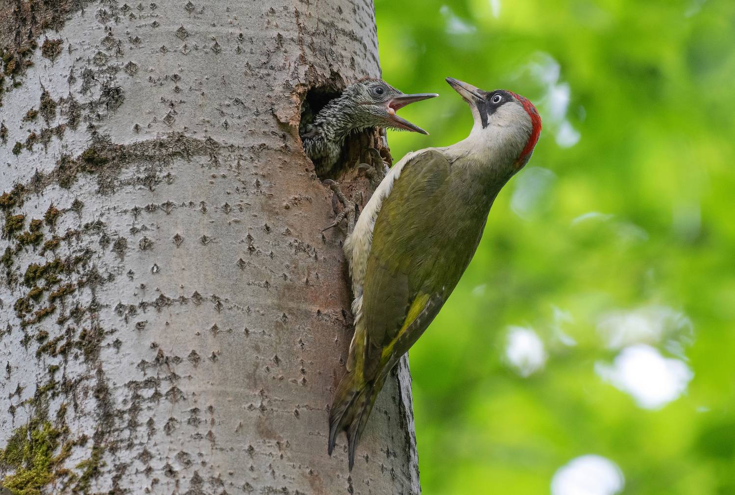 Дай!. Автор: Сигушин Руслан птицы, дятел, зелёный дятел, птенцы, фотоохота, природа, весна, лето, Сигушин Руслан