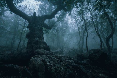Окаменелое дерево с духом Ай-Петри