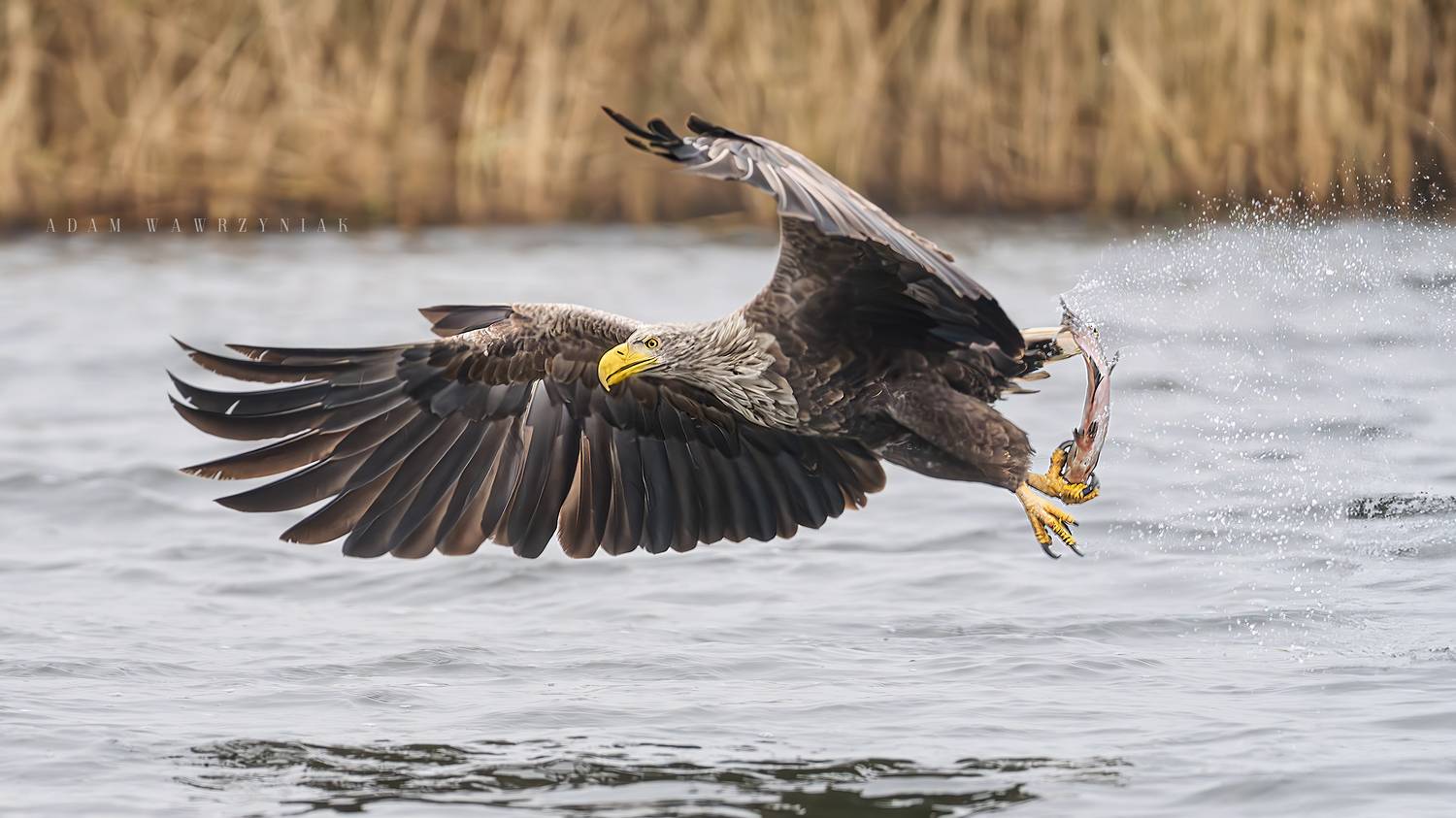 Автор: Adam Wawrzyniak , Adam Wawrzyniak