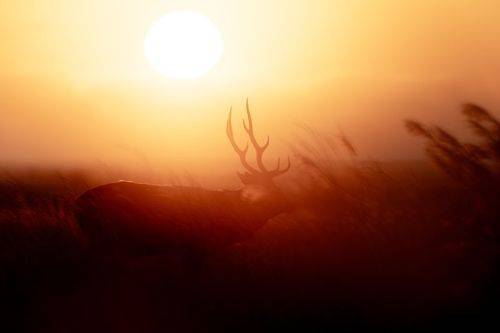 Into the Light