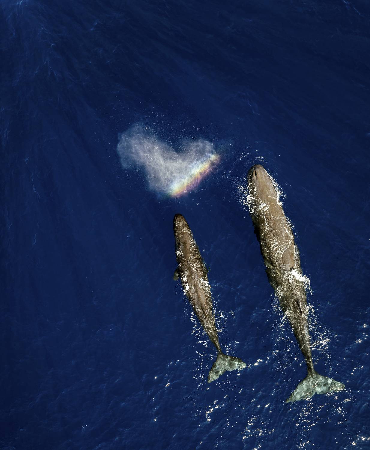 Влюбленные кашалоты. Автор: Igor Yurkin кашалот, Igor Yurkin